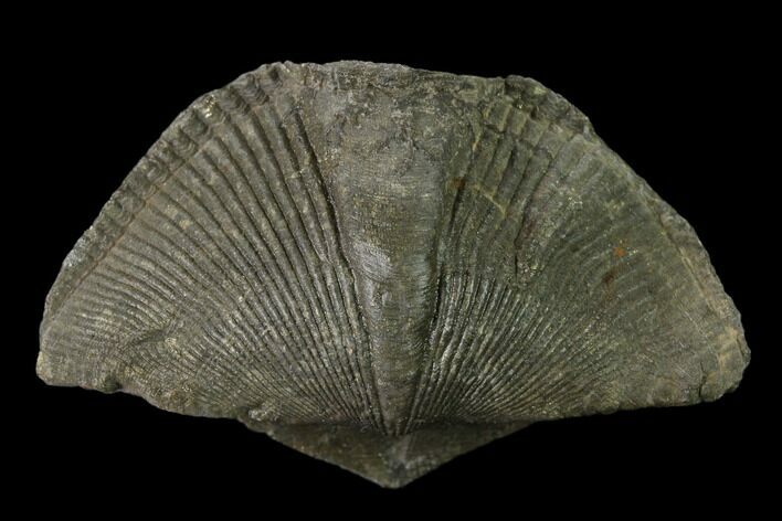Pyrite Replaced Brachiopod (Paraspirifer) Fossil - Ohio #135557